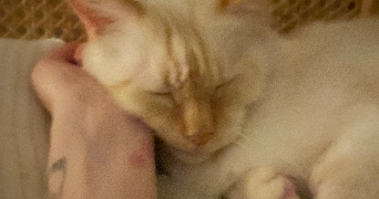 amélie pet sitter à LANCON PROVENCE 13680_2