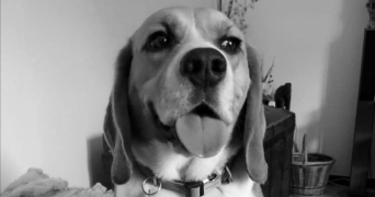 cathy pet sitter à Valence d'agen 82400_6