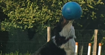 delphine pet sitter à LE VESINET 78110_1
