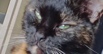 lilou pet sitter à OUTREAU 62230