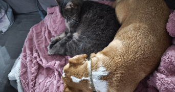aurelie pet sitter à CHEVRY EN SEREINE 77710_6