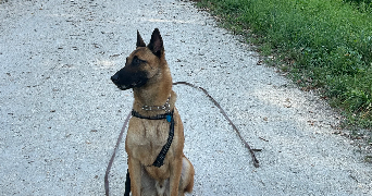 alicia pet sitter à ST MARTIN D HERES 38400_5