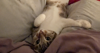 lisa pet sitter à BORDEAUX 33300_2