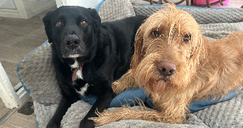 cinthia pet sitter à FAVERGES SEYTHENEX 74210_3