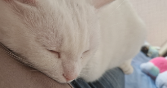 elya pet sitter à ST OMER 62500_3