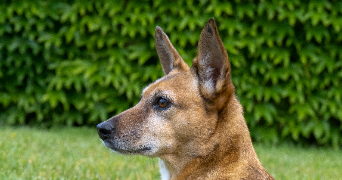 nicolas pet sitter à Clermont-Ferrand 63000_3