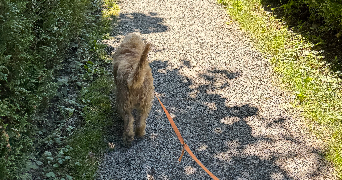 medina  pet sitter à Paris 75016_5