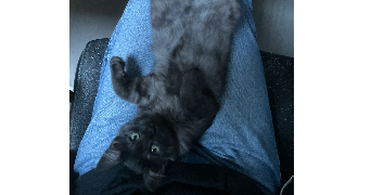 aurore pet sitter à LA CHAPELLE SUR ERDRE 44240_2