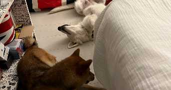 emmy dog sitter à ISSY LES MOULINEAUX 92130_9