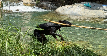 laetitia pet sitter à MARSEILLE 11 13011_3