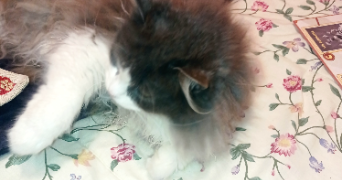 anne camille pet sitter à ST HERBLAIN 44800_2