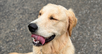 angélique pet sitter à Avranches 50300_3