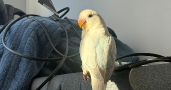 elsa pet sitter à ST ETIENNE DU ROUVRAY 76800_6