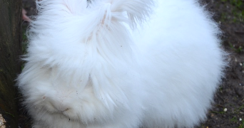 célina pet sitter à BREST 29200_1