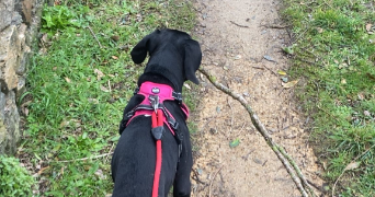 laetitia pet sitter à ROSCOFF 29680_7