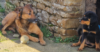 sara pet sitter à Saint-Jacques-de-Néhou 50390_5