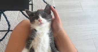 alexane  pet sitter à DUNKERQUE 59140_2
