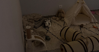 ines pet sitter à CENON 33150_2