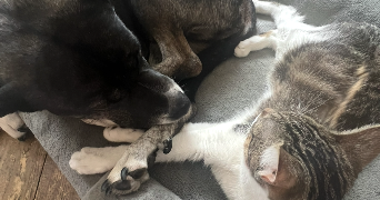 madeleine pet sitter à PARIS 18 75018_2