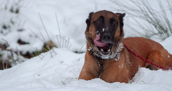 Anthony pet sitter à La valla en gier 42131_7