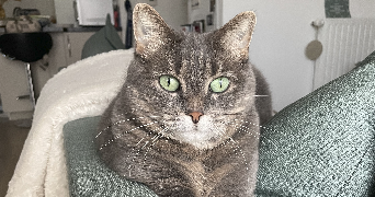 anne-laure pet sitter à LA CHAPELLE SUR ERDRE 44240_2