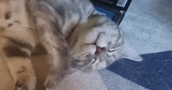 younes pet sitter à VILLEMOMBLE 93250_0