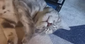 younes pet sitter à VILLEMOMBLE 93250