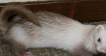 laroche pet sitter à MIRAMONT DE GUYENNE 47800_3