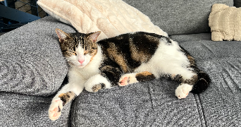 cali pet sitter à CHATEAUNEUF SUR ISERE 26300_0