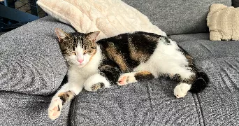 cali pet sitter à CHATEAUNEUF SUR ISERE 26300