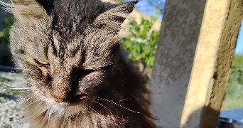 julie pet sitter à Vidauban 83550_5