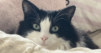aurelie pet sitter à VIGNEUX SUR SEINE 91270_4