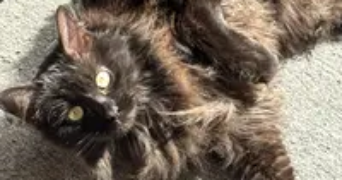joy pet sitter à PERPIGNAN 66000_3