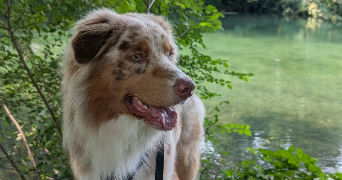 joanne pet sitter à RILLIEUX LA PAPE 69140_5
