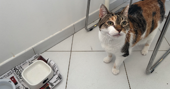 corinne pet sitter à PARIS 15 75015_4