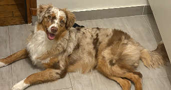 lou-anh dog sitter à PARIS 14 75014_0