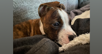 flavie pet sitter à ST ANDRE LE GAZ 38490_4