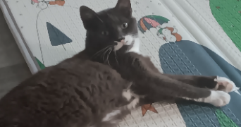katy pet sitter à MONTIGNY LES METZ 57950_0