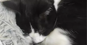 patricia cat sitter à ONET LE CHATEAU 12850