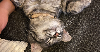 elisa pet sitter à PAU 64000_4