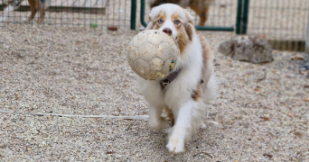 marlene pet sitter à AUNEAU BLEURY ST SYMPHORIEN 28700_93
