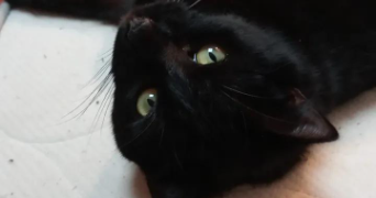 Eloïse pet sitter à Verrières-le-Buisson 91370_0