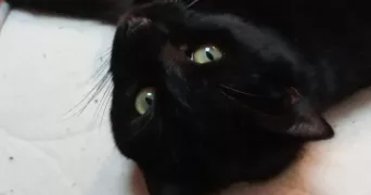 Eloïse pet sitter à Verrières-le-Buisson 91370