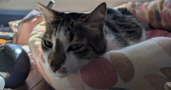 gabriella pet sitter à LORMONT 33310_4
