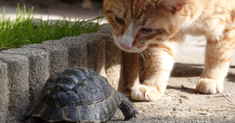nathalie pet sitter à CALUIRE ET CUIRE 69300_5