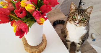 maëva pet sitter à Domont 95330_9