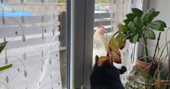 mélanie pet sitter à HERSERANGE 54440_6