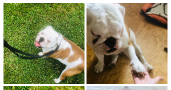 séverine  pet sitter à 59000 Lille 59000_2