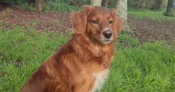 celia pet sitter à ARGENTON SUR CREUSE 36200