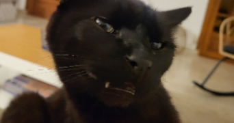 séphora pet sitter à CAULNES 22350_3